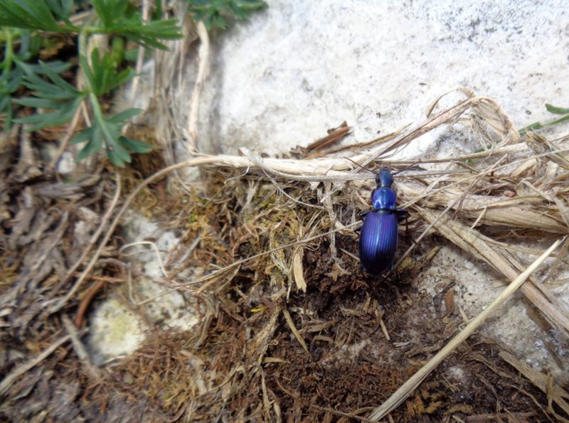 Carabidae: Laemostenus (Laemostenus) janthinus coeruleus